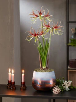 Cybister Potted Amaryllis 14 Cybister Potted Amaryllis -Best Garden Care Shop 8611120 chico 2021 10