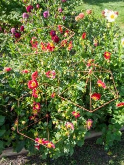 Parasol Plant Supports, Set Of 3 13 Parasol Plant Supports, Set Of 3 -Best Garden Care Shop 8611129 050 tif