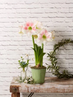 Star Potted Amaryllis -Best Garden Care Shop 8611499 2022 rosystar rosy star potted amaryllis