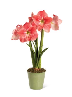 Star Potted Amaryllis -Best Garden Care Shop 8611500 2022 sweetstar silo sweet star potted amaryllis