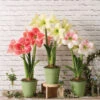 Star Potted Amaryllis 1 Star Potted Amaryllis -Best Garden Care Shop 8611508 2022 starpottedv star potted amaryllis