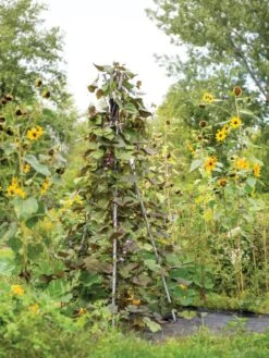 DIY Connector For Teepee Trellis 17 DIY Connector For Teepee Trellis -Best Garden Care Shop 8611896 062 tif