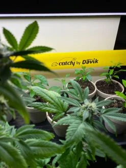 Catchy Natural Greenhouse Pest Protection Sticky Roll, 30’ -Best Garden Care Shop 8611979 8004