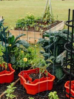 Deluxe Tomato Halos, Set Of 2 -Best Garden Care Shop 8612045 226 tif