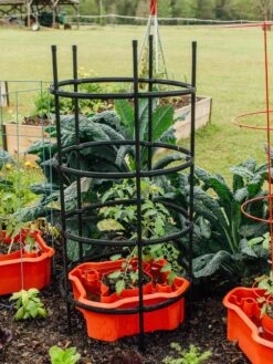 Deluxe Tomato Halos, Set Of 2 -Best Garden Care Shop 8612045 228 tif