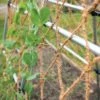 Coco Trellis Netting, 4' X 15' 2 Coco Trellis Netting, 4' X 15' -Best Garden Care Shop 8612050 1124 tif