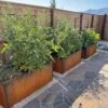Nice Corten Trough Planters With Trellis -Best Garden Care Shop 8612390 02V jpg