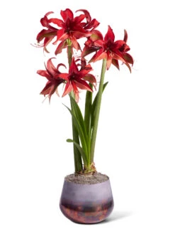 Cybister Potted Amaryllis 11 Cybister Potted Amaryllis -Best Garden Care Shop 8612501 bogota silo 2022