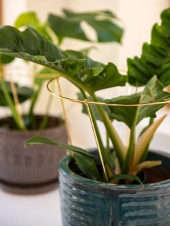 Brass Plated Grow Throughs, Set Of 2 -Best Garden Care Shop 8612662 0047 brass plated grow throughs set of 2