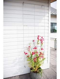 Chicken Wire Wall Trellis -Best Garden Care Shop 8612717 0093