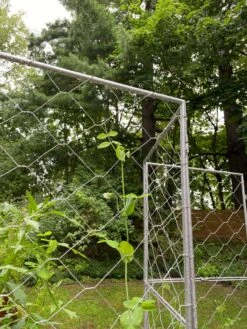 Chicken Wire Pea Trellis -Best Garden Care Shop 8612718 7302