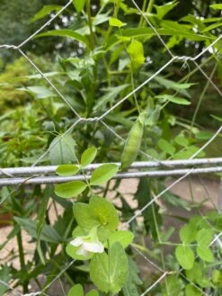 Chicken Wire Pea Trellis -Best Garden Care Shop 8612718 7307