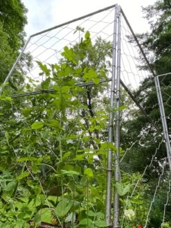Chicken Wire Pea Trellis -Best Garden Care Shop 8612718 7308