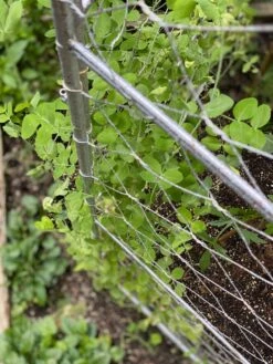 Chicken Wire Pea Trellis -Best Garden Care Shop 8612718 7312