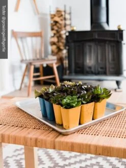 Gardener's Best® XL 6-Cell Planting Tray, Set Of 4 11 Gardener's Best® XL 6-Cell Planting Tray, Set Of 4 -Best Garden Care Shop 8613031 01IN cdt