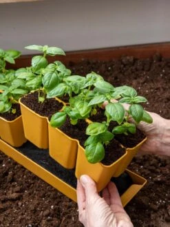 Gardener's Best® XL 6-Cell Planting Tray, Set Of 4 10 Gardener's Best® XL 6-Cell Planting Tray, Set Of 4 -Best Garden Care Shop 8613031 6300