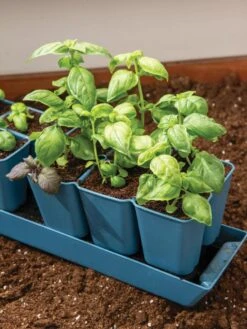 Gardener's Best® XL 6-Cell Planting Tray, Set Of 4 9 Gardener's Best® XL 6-Cell Planting Tray, Set Of 4 -Best Garden Care Shop 8613031 6302