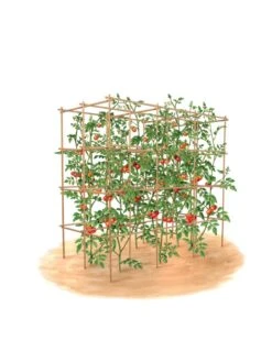 Tomato Six Pack Support -Best Garden Care Shop 8613143 art flat