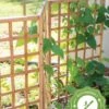 Bamboo Zig-Zag Trellis 24" X 36" -Best Garden Care Shop 8613151 15