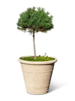 Self-Watering LavaStone® Anson Pot -Best Garden Care Shop 8613256 0138