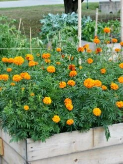 SeedSheets Organic Vegetable Garden, Easy Breezy Caprese, 4' X 8' -Best Garden Care Shop 8613295 04V