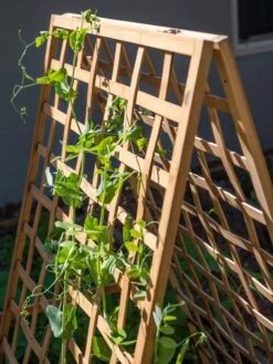 Best Garden Care Shop -Best Garden Care Shop 8613310 6536