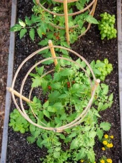 Bamboo Tomato Cages, Set Of 3 -Best Garden Care Shop 8613426 6921