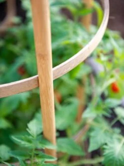 Bamboo Tomato Cages, Set Of 3 -Best Garden Care Shop 8613426 6924