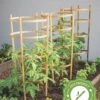 Bamboo Tomato Cages, Set Of 3 -Best Garden Care Shop 8613426 7