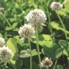 White Clover Seed, 1/2 Lb. 1 White Clover Seed, 1/2 Lb. -Best Garden Care Shop GS35957 01K