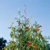 Rainbow Spiral Supports, Set Of 5 -Best Garden Care Shop GS36377 01 tif