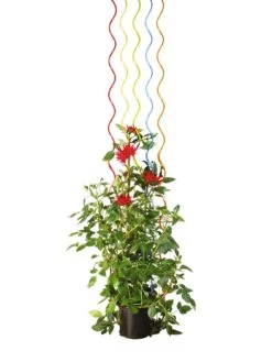 Rainbow Spiral Supports, Set Of 5 -Best Garden Care Shop GS36377 03S tif