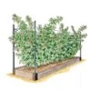 Raspberry Bed -Best Garden Care Shop GS39389 01S 1