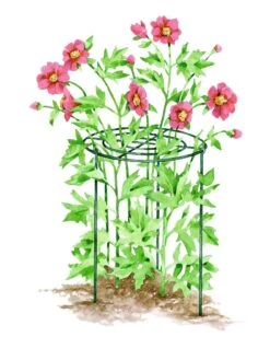 Grow Through Supports, Set Of 3 7 Grow Through Supports, Set Of 3 -Best Garden Care Shop GS40173 01S tif