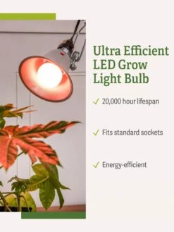 Miracle LED® Absolute Daylight™ Max Flowering Grow Light Bulb -Best Garden Care Shop Miracle Daylight Bulb 1
