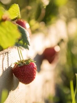 3-Tier Strawberry Bed -Best Garden Care Shop Strawberry3 3167 tif