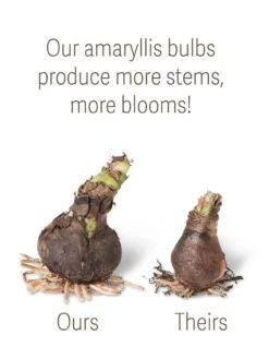 Premium Amaryllis Bulb -Best Garden Care Shop bulbs ourstheirs 27516 tif