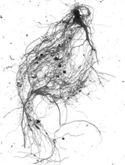 GrowLab® Compact Tabletop Light Garden With Classroom Guide -Best Garden Care Shop gstrootscan 01