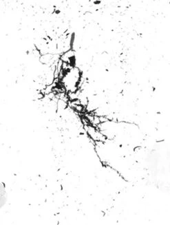 GrowLab® Compact Tabletop Light Garden With Classroom Guide -Best Garden Care Shop gstrootscan 02